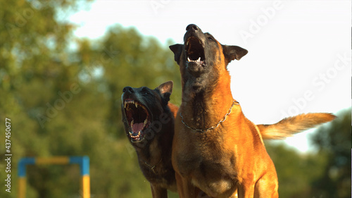 Two angry guard dogs photo