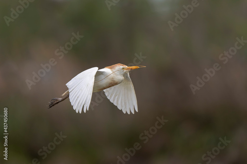 Héron garde-boeuf Bubulcus ibis en Camargue perché ou dans un arbe photo