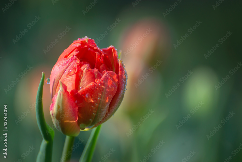 Lovely spring flowers pink tulips on a flowerbed in the park. Lovely spring flowers pink tulips on a flowerbed in the park.