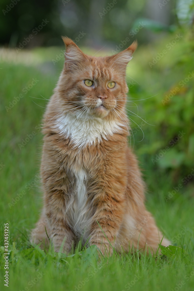 Maine Coon