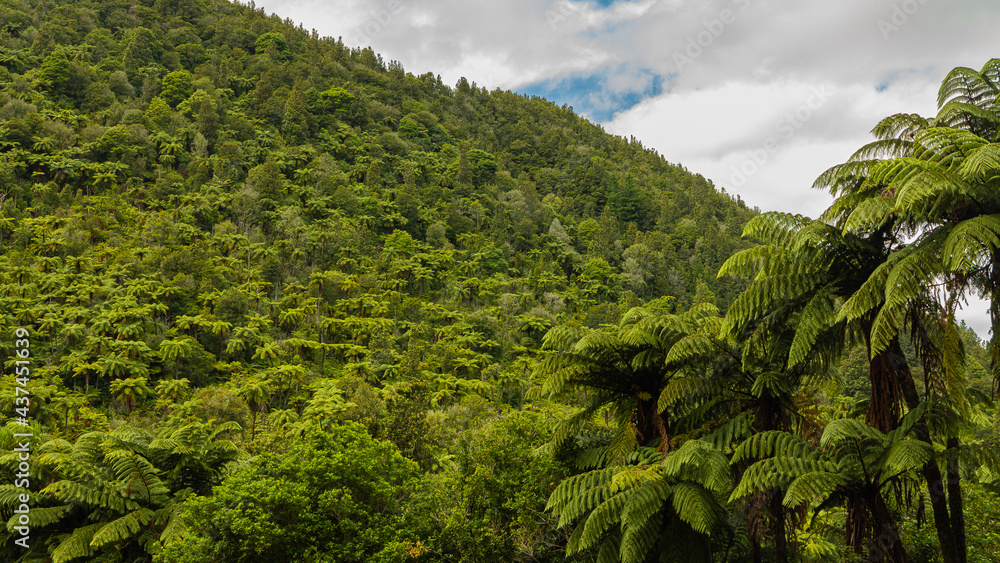 Dense Tropical Forest. Green Fern Trees, Palms. Landscape Without People. New Zealand Tropical Woods. Tropical Rainforest Vegetetion. Palm Trees, Lianas and Creepers. 