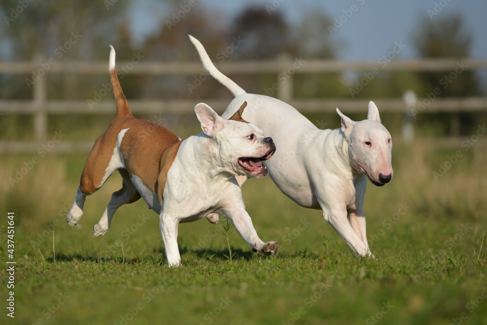 Bullterrier und Bulldogge