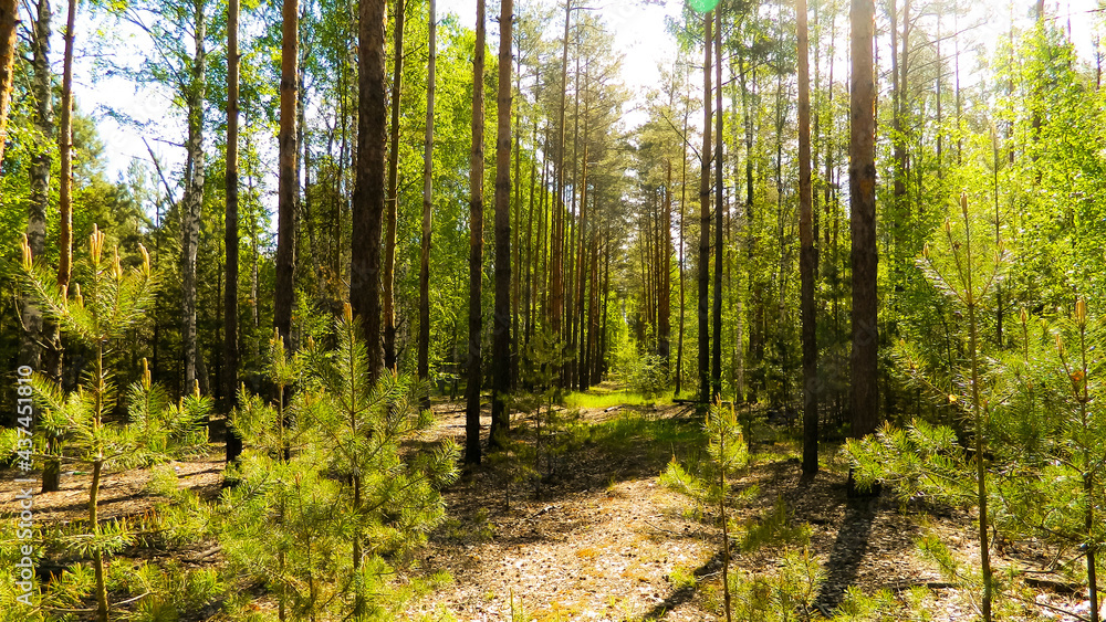 Fototapeta premium Beautiful spring forest with sun shining through the trees