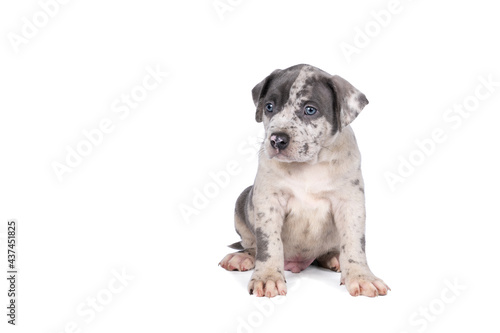 Purebred American Bully or Bulldog pup with blue and white fur sitting isolated on a white background