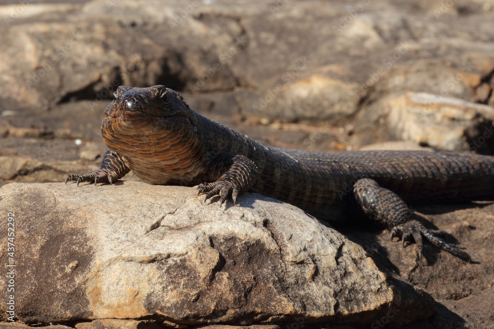Felsen-Schildechse / Giant plated lizard / Gerrhosaurus validus Felsen-Schildechse / Giant plated lizard / Gerrhosaurus validus