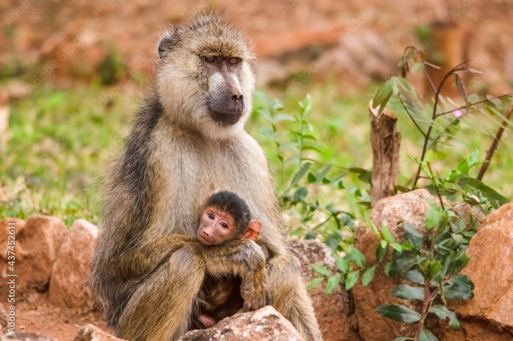 Baboon family in the Jungle, Safari in Africa. Kenya Baboon family in the Jungle, Safari in Africa. Kenya