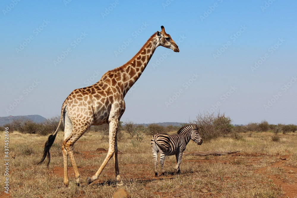 Obraz premium Giraffe und Steppenzebra / Giraffe and Burchell's zebra / Giraffa Camelopardalis et Equus burchellii