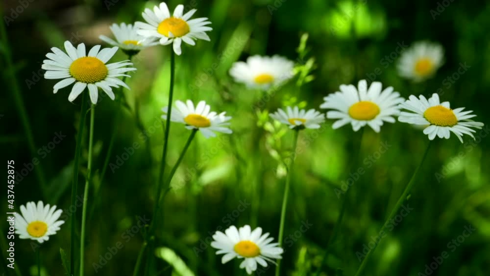 Chamomile flowers. Field of white daisies swaying in wind. White and yellow camomile in summer meadow. Many Herbal wildflowers. Beautiful nature scene with blooming medical chamomiles Chamomile flowers. Field of white daisies swaying in wind. White and yellow camomile in summer meadow. Many Herbal wildflowers. Beautiful nature scene with blooming medical chamomiles