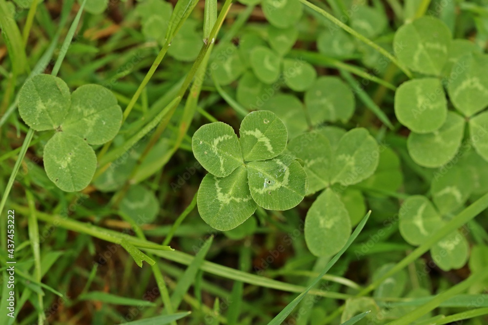 Vierblättriges Kleeblatt in der Wiese Vierblättriges Kleeblatt in der Wiese