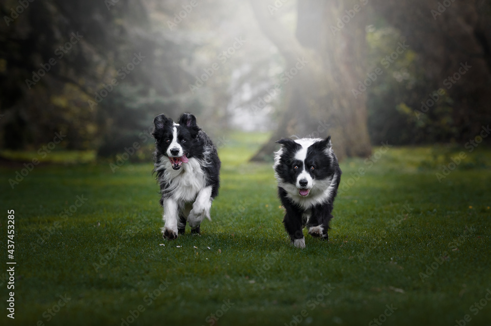 border collie dog  and dog action