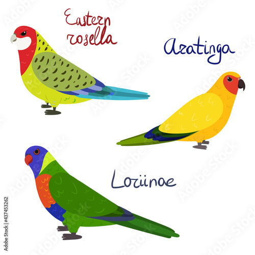 Set of parrot - eastern rosella, aratinga sun parakeet , loriinae, in cartoon style on white background. Vector hand drawn illustration.