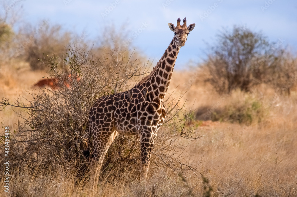 Obraz premium Portrait of Rothschild's giraffe. Tsavo West National Park. Kenya, Africa