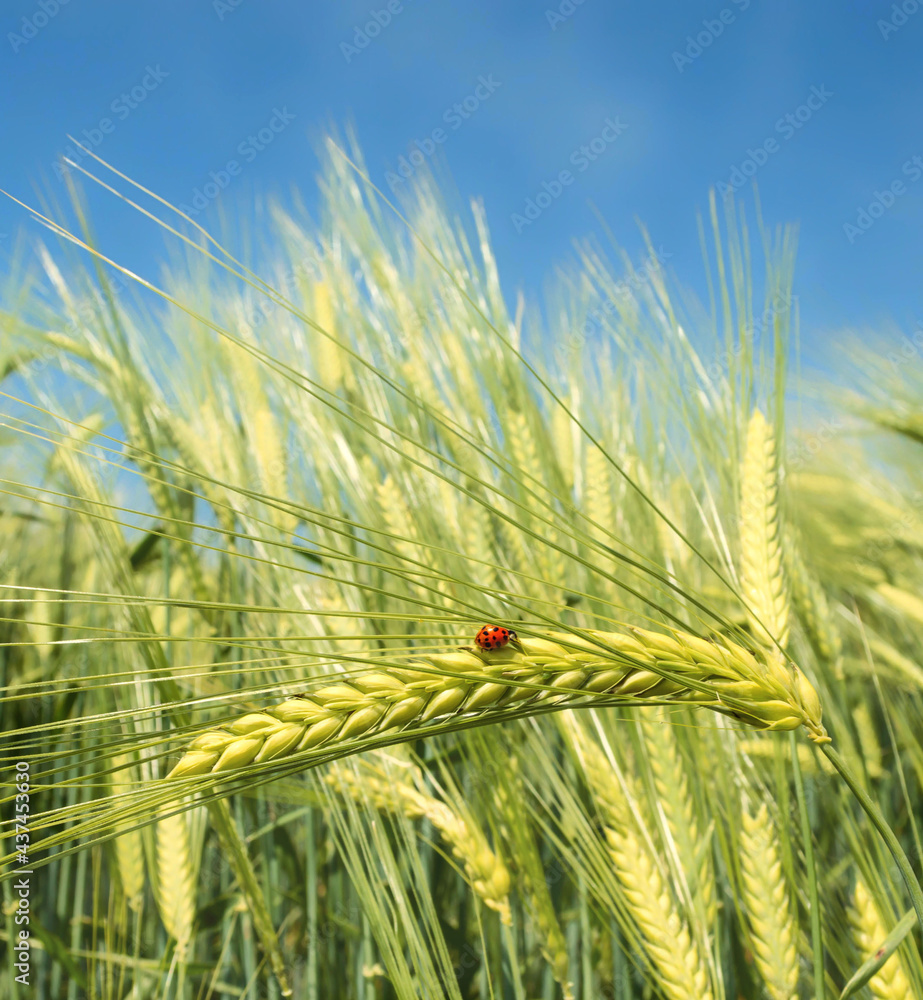 Obraz premium Green barley, wheat ear growing in agricultural field. Green unripe cereals. The concept of agriculture, healthy eating, organic food. Rogaska Slatina,Slovenia, South Styria.