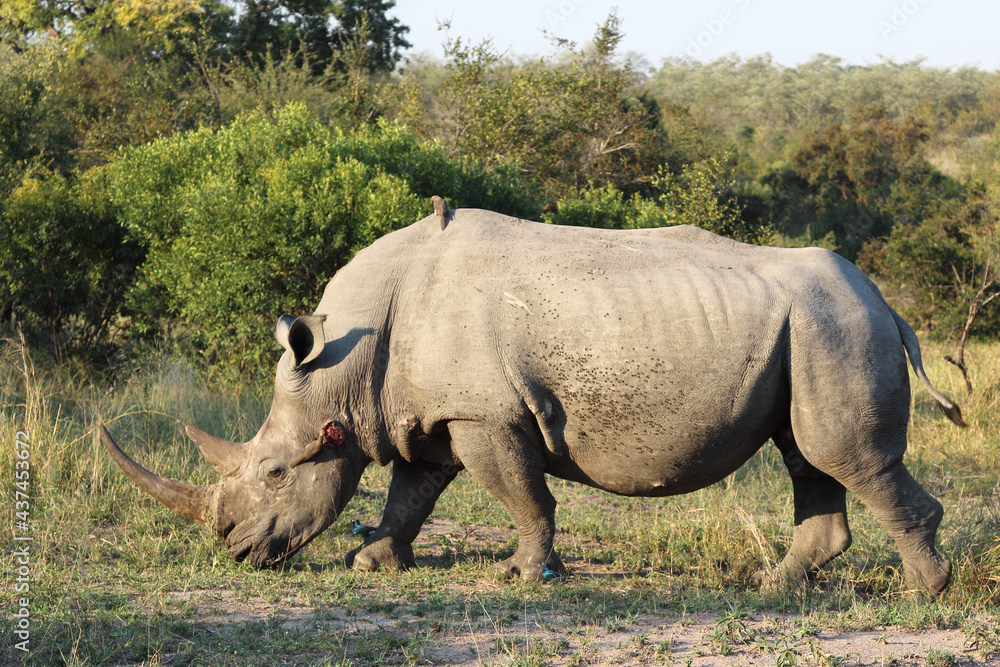Fototapeta premium Breitmaulnashorn und Rotschnabel-Madenhacker / Square-lipped rhinoceros and Red-billed oxpecker / Ceratotherium Simum et Buphagus erythrorhynchus.