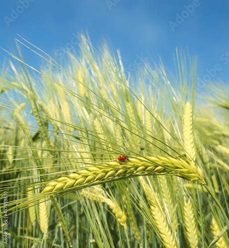 Green barley, wheat ear growing in agricultural field. Green unripe cereals. The concept of agriculture, healthy eating, organic food. Rogaska Slatina,Slovenia, South Styria.