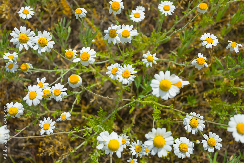 closeup white chamomile flowers in prairie, natural flower background closeup white chamomile flowers in prairie, natural flower background