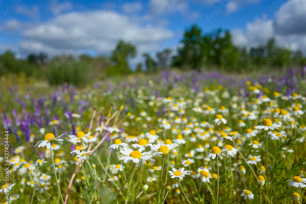 beautiful forest glade with flowers under a cloudy sky, natural background