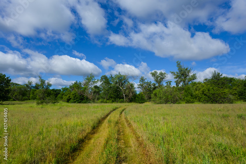 green forest glade with ground road, countryside scene