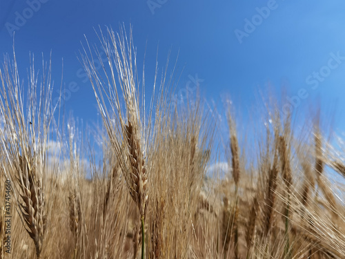 wheat ripe yellow sky blue  in summer