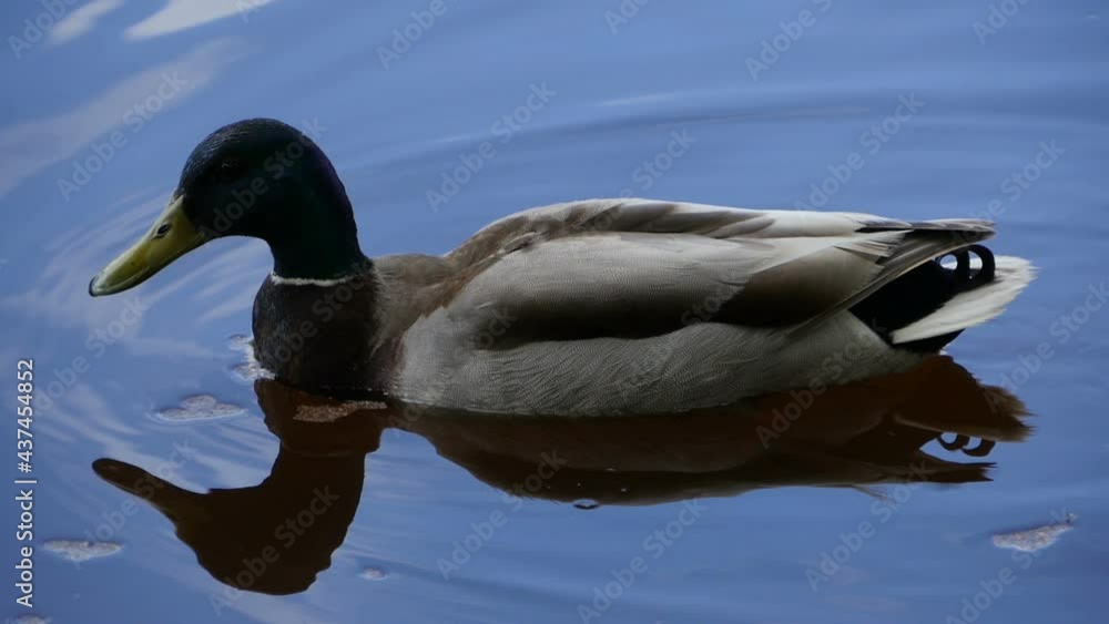 beautiful drake mallard in the wild close-up beautiful drake mallard in the wild close-up