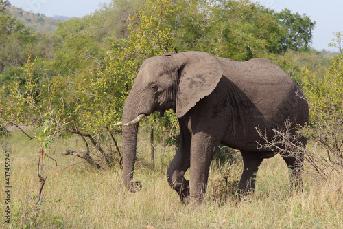 Photography Afrikanischer Elefant / African elephant / Loxodonta africana