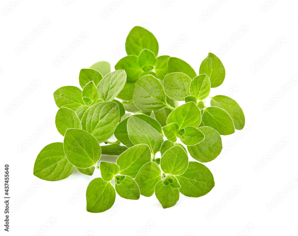 Fresh Oregano or marjoram leaves isolated on white background. Fresh Oregano or marjoram leaves isolated on white background.