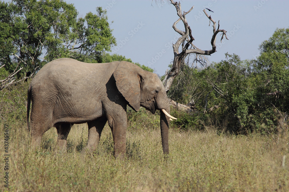 Afrikanischer Elefant / African elephant / Loxodonta africana Afrikanischer Elefant / African elephant / Loxodonta africana