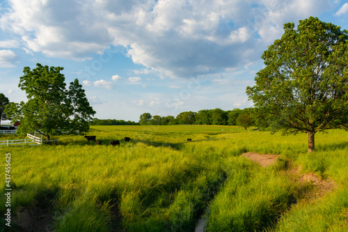 Fototapeta Naklejka Na Ścianę i Meble -  Cattle in open grass field.