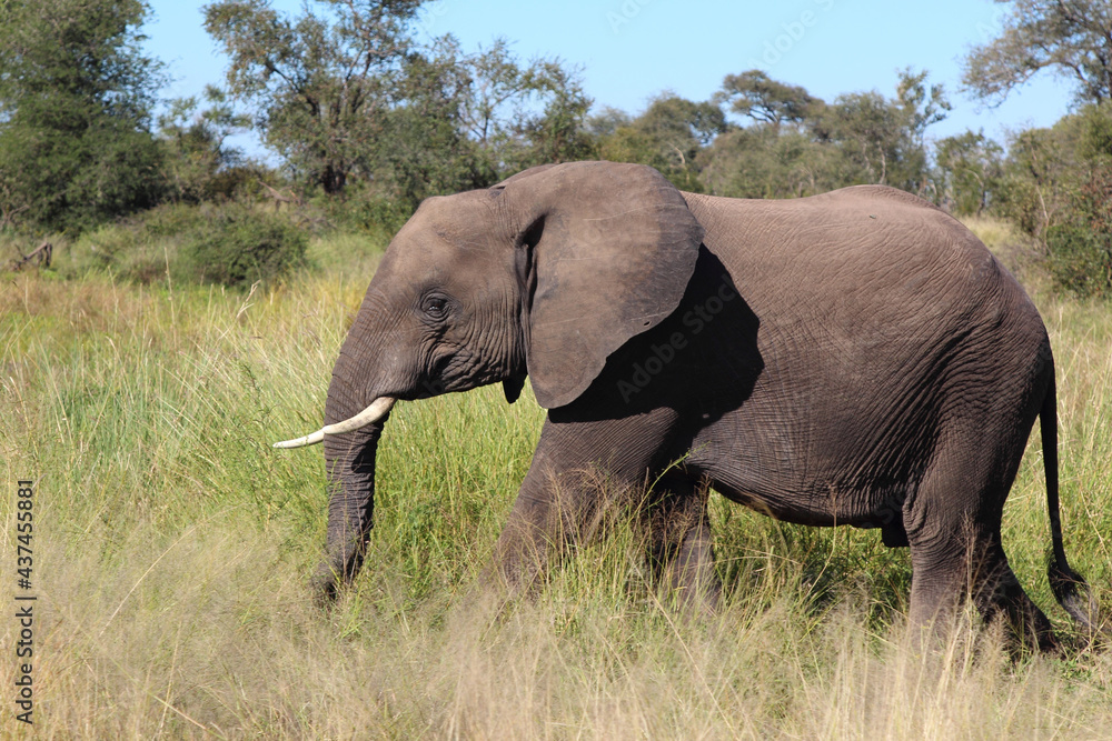 Fototapeta premium Afrikanischer Elefant / African elephant / Loxodonta africana...