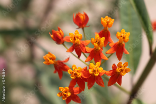 Mexican Butterfly Weed. Yellow and red flower. Flower plant. Colourful and green leaves 