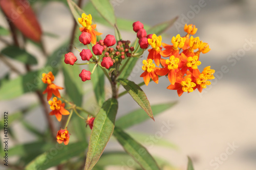 Mexican Butterfly Weed. Yellow and red flower. Flower plant. Colourful leaves 