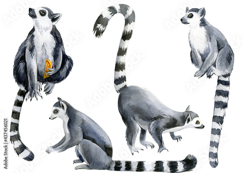 Set of lemurs white background, watercolor illustration, cute animals photo