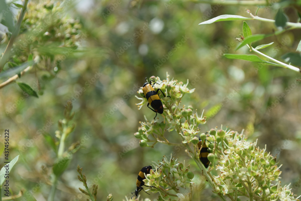 close up of wild insect on flowers. animal bug flora bloom outdoors, ladybug macro nature plant seasonal background wallpaper close up of wild insect on flowers. animal bug flora bloom outdoors, ladybug macro nature plant seasonal background wallpaper
