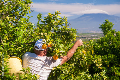 View of some orange trees in a sicilian citrus grove, mount Etna in the background