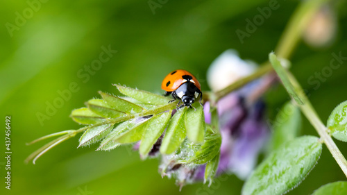 A Ladybird on a leaf