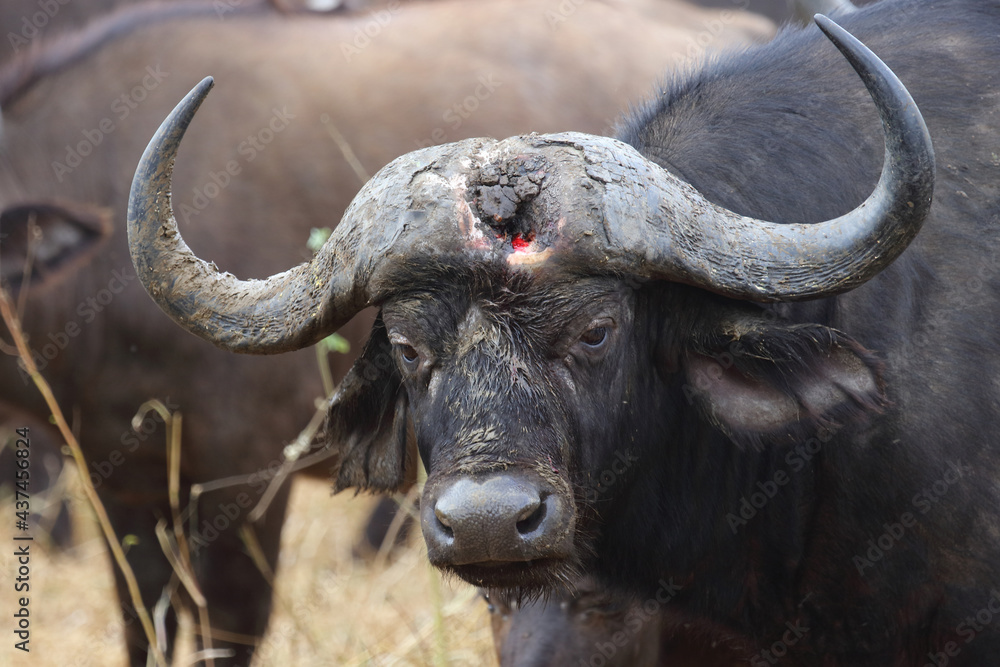 Kaffernbüffel / African buffalo / Syncerus caffer. Kaffernbüffel / African buffalo / Syncerus caffer.