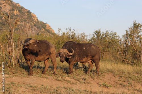 Kaffernb  ffel und Rotschnabel-Madenhacker   African buffalo and Red-billed oxpecker   Syncerus caffer et Buphagus erythrorhynchus..