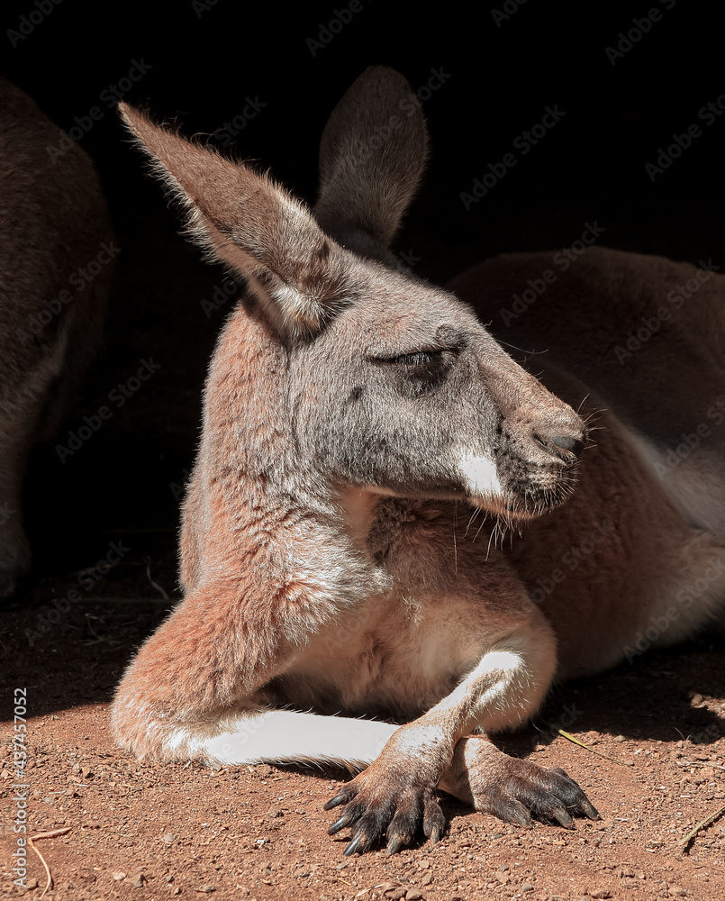 Fototapeta premium Cute Lazy Kangaroo Resting in the Sun. Portrait of a Kangaroo in Profile. Light Brown Marsupial on a Black Background. Autralian Endemic Fauna.