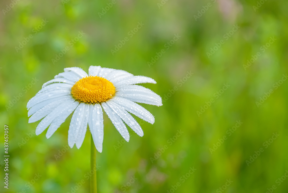 Fototapeta premium Beautiful field chamomile on a blurred green grass background.