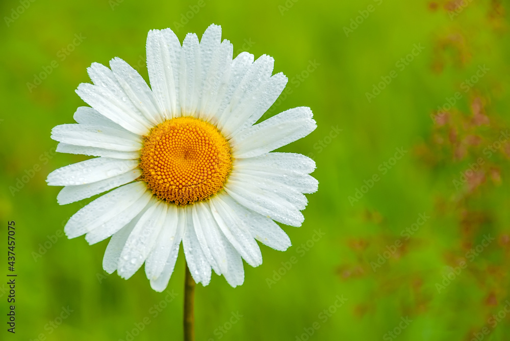 Fototapeta premium Beautiful field chamomile on a blurred green grass background.