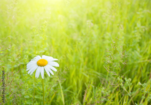Beautiful field chamomile on a blurred green grass background.