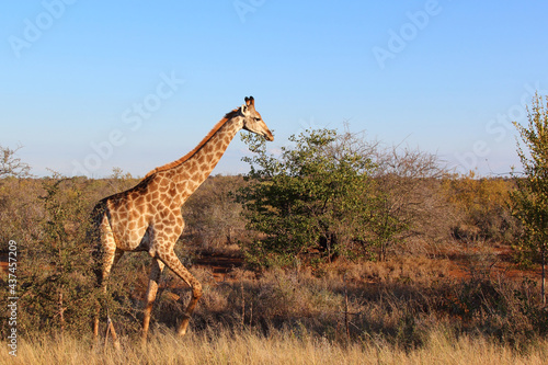 Photography Giraffe / Giraffe / Giraffa camelopardalis