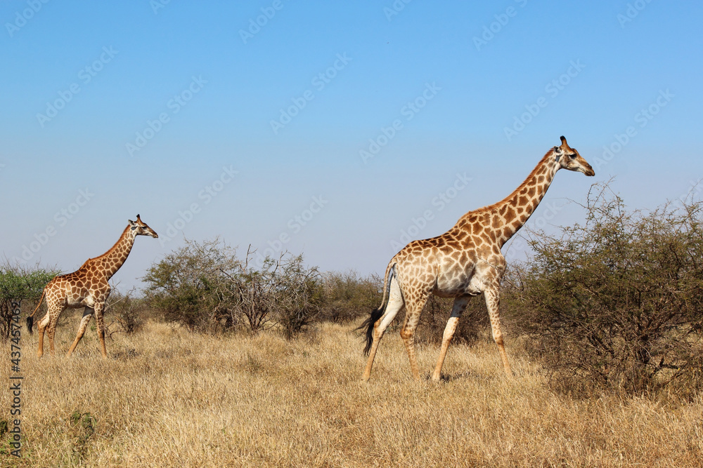 Giraffe / Giraffe / Giraffa camelopardalis Giraffe / Giraffe / Giraffa camelopardalis