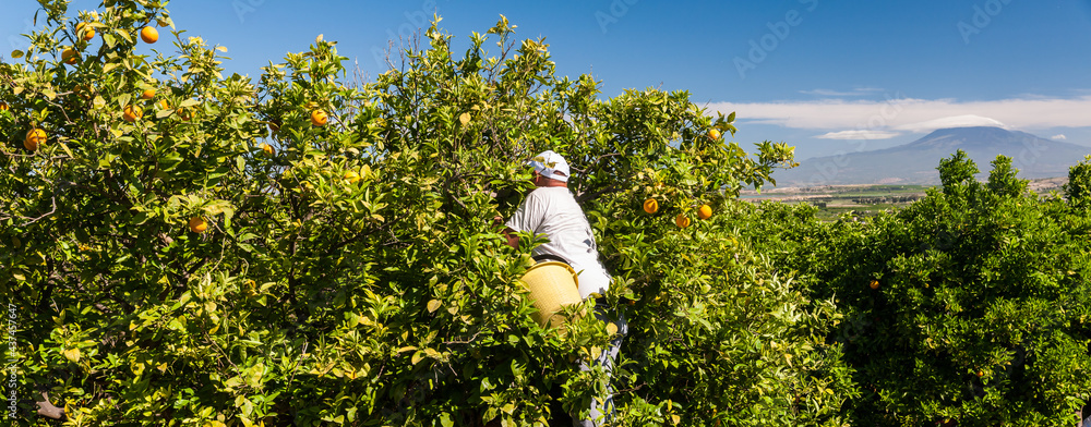 Orange pickers at work in Sicily, mount Etna in the background