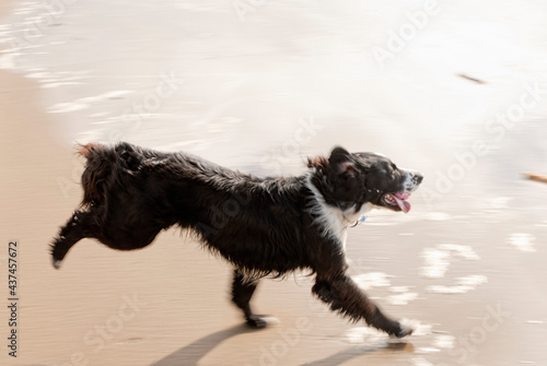dog on the beach © Tony