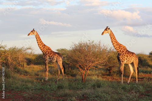 Photography Giraffe / Giraffe / Giraffa camelopardalis