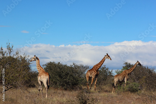 Giraffe / Giraffe / Giraffa camelopardalis © Ludwig