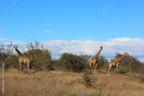 Canvas Print Giraffe / Giraffe / Giraffa camelopardalis