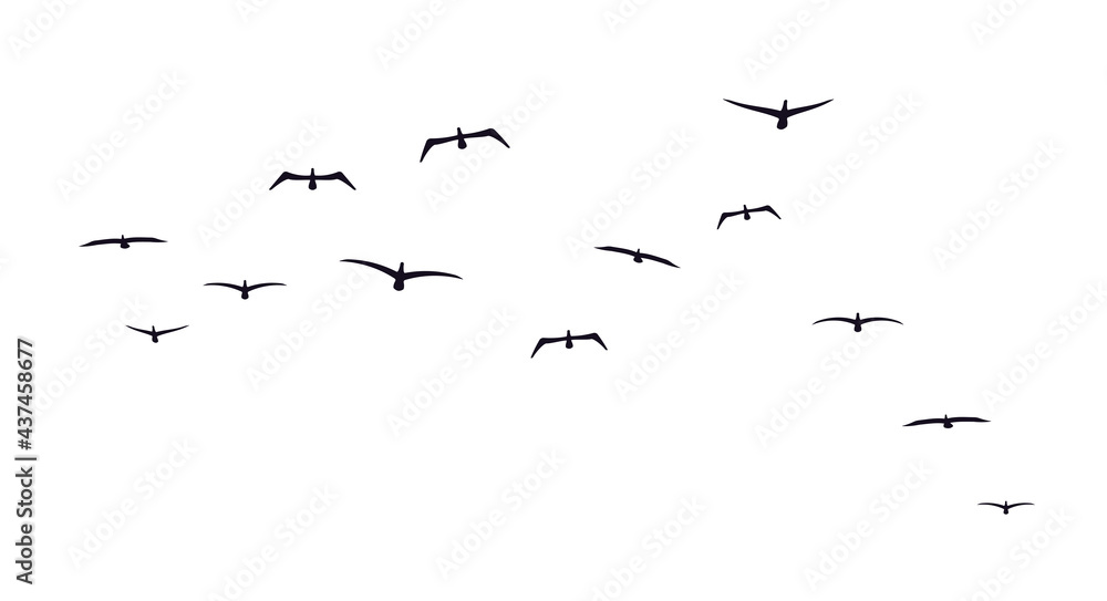 Fototapeta premium A flock of flying birds. Front view. Sea birds. Seagulls or albatrosses. Vector illustration