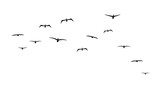 A flock of flying birds. Front view. Sea birds. Seagulls or albatrosses. Vector illustration